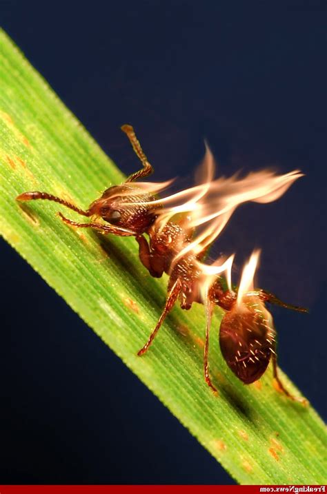 fire ants for sale uk